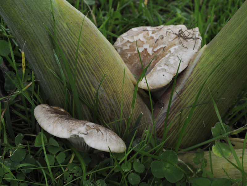 Pleurotus eryngii var. ferulae